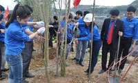 Tree planting festival begins in many provinces