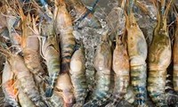 Vietnamese shrimp exports to US subject to two unreasonable duties