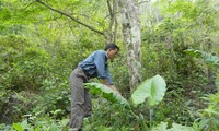 New rural development in Huoi Leng commune, Dien Bien province 