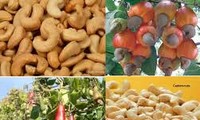 Vietnam ranks 1st  in cashew nut export for 8 years in a row