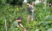 Tree planting on Ly Son island