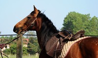 A tour of the biggest horse farm in the north