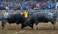 First buffalo fighting festival in Hanoi 