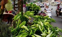 Madonna Lily - the flower of April