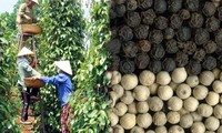 Pepper export to record 1 billion USD in 2014