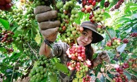 High-tech application in agriculture in Ho Chi Minh City