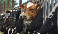 Australian cattle imports to Vietnam surge