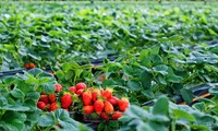 Visiting strawberry farms in Da Lat