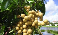 Vietgap longan growing model in Ba Ria Vung Tau