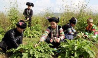 Ha Giang, GFS sign herbal medicine cooperative program 