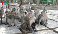 Natural beauty of Can Gio primeval mangrove forest 