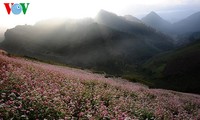 Buckwheat flowers blossom in Si Ma Cai