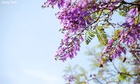 Trees in full bloom in Da Lat City