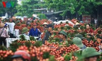 Vietnamese lychees well sold in France