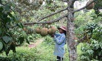 New rural development in Khanh Hoa’s mountain region