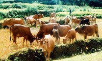 Extra funding for WB’s livestock and food safety project in Vietnam 