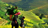 Stunning beauty of north western region’s paddy fields