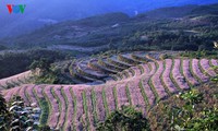 Ha Giang prepares for Buckwheat Flower Festival