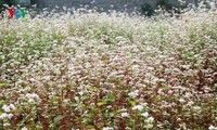 Ha Giang is appealing with beautiful buckwheat flowers