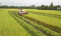 Vietnam observes World Food Day 