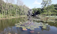 Yen stream in water lilies blooming season