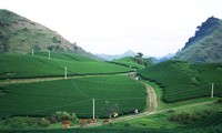 Moc Chau plateau inspires tourists