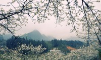 Moc Chau- a plateau of flowers