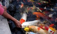 HCM City fish farmers raking in Koi carp profits