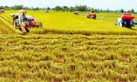 Global sustainable rice production criteria applied in Vietnam