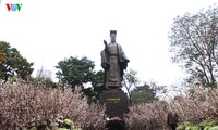 Cherry blossom trees in Hanoi