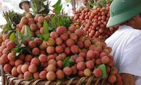 Creating favourable conditions for lychee exporters