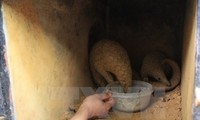 Twenty-two Sunda pangolins rescued in Ninh Binh