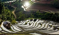 Hoang Su Phi terraced fields in rainy season