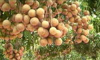 Vietnam ships Hung Yen longan to US