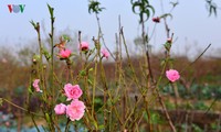 Peach blossoms bloom early in Nhat Tan flower village