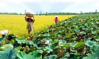 Cuisine culture in the Plain of Reeds