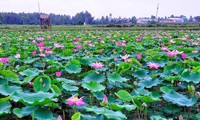 Visiting flower villages in Dong Thap Muoi