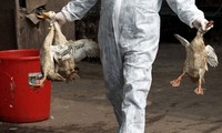 Bird flu spreads around the world