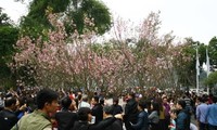 Japanese cherry flowers to be showcased in Hanoi