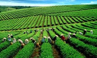 Vietnam boosts tea exports to the US