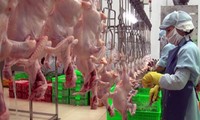 Vietnam exports processed chicken to Japan