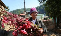 Flower Festival of the Cong in Dien Bien