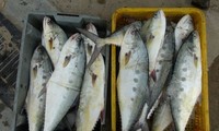 Vietnam vows to work towards sustainable fisheries