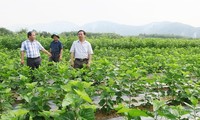 Growing mulberries, raising silkworms boosts income of farmers 