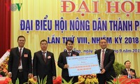 Da Nang invests 430,000 USD in clean vegetables 