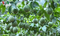 Moc Chau people grow passion fruit for export