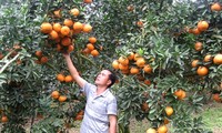 VietGAP farming standards help improve orange cultivation in Ha Giang