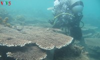 Coral reefs revived on Cham Islands 