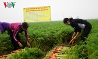 Boosting links – key to increasing Vietnam’s farm produce exports 