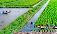 Soc Trang farmers earn high from shrimp-rice farming